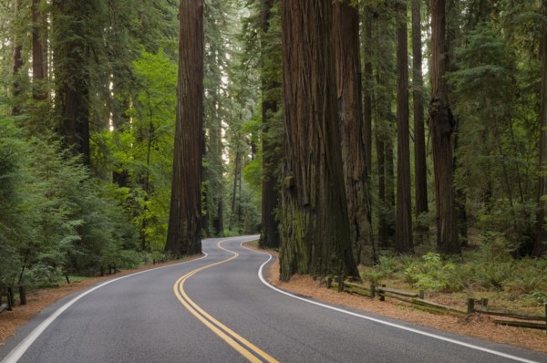 USA, California, road through Redwood forest. Photo : Gary J Weathers
