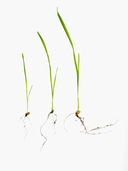 Studio shot of blades of grass with bulbs and roots. Photo : David Arky