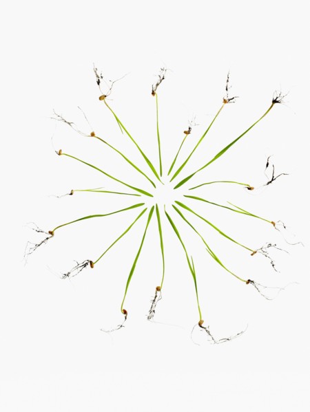 Studio shot of blades of grass with bulbs and roots. Photo : David Arky