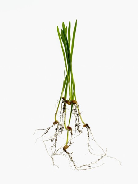 Studio shot of blades of grass with bulbs and roots. Photo : David Arky