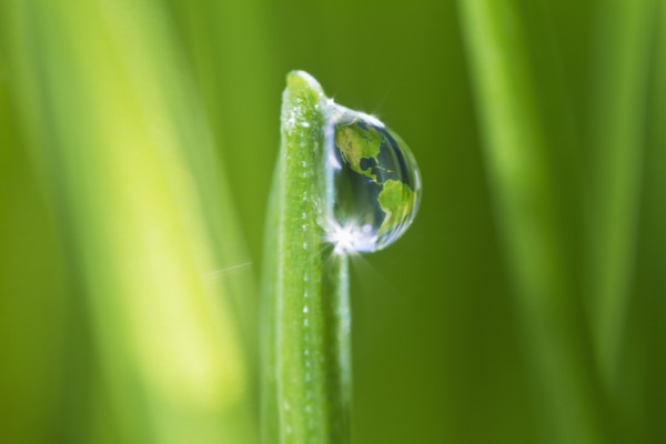 USA, New Jersey, Jersey City, dew drop on grass. Photo : Daniel Grill