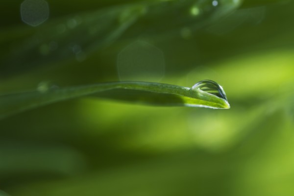 USA, New Jersey, Jersey City, Drop on blade of grass.