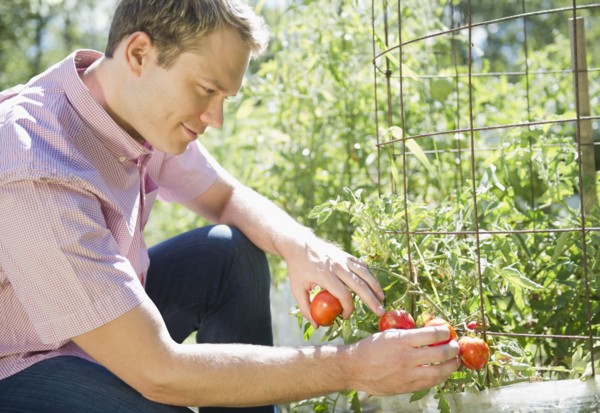 USA, New York, Flanders, Mid adult man picking tomatoes in garden. Photo : Jamie Grill Photography
