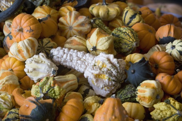 Heap of gourds. Photo : fotog