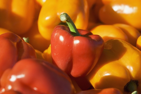 USA, Massachusetts, Boston, bell peppers. Photo : fotog
