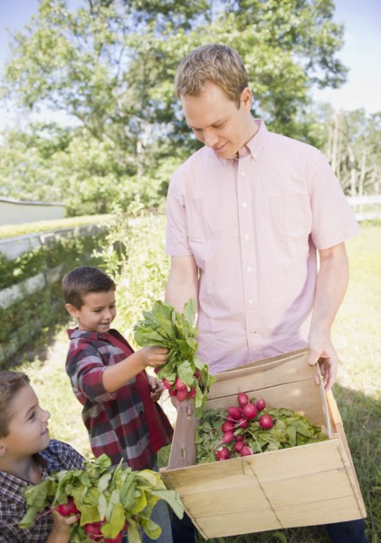 USA, New York, Flanders, Two boys (4-5, 8-9) with father picking radish in garden. Photo : Jamie