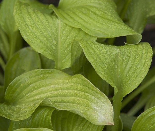 USA, New York City, close-up of leaves. Photo : fotog
