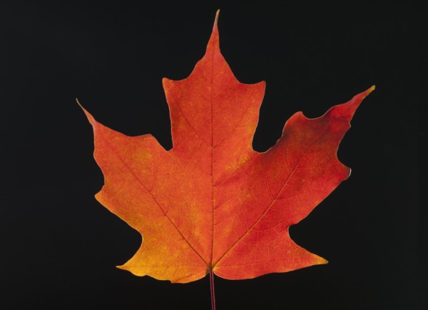 Autumn Maple leaf on black background.