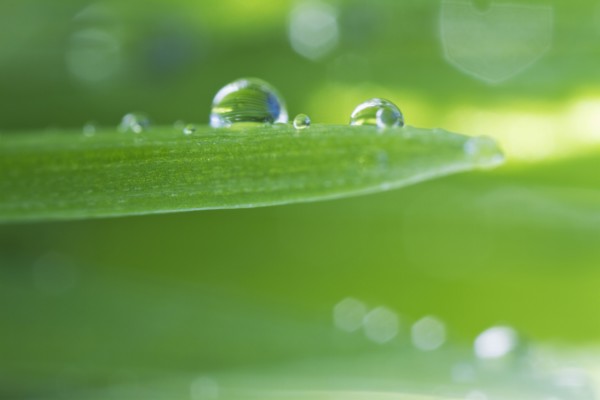 USA, New Jersey, Jersey City, Drop on blade of grass.