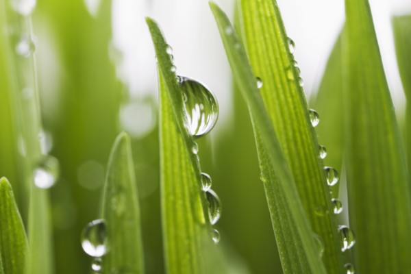USA, New Jersey, Jersey City, Drops on blade of grass.