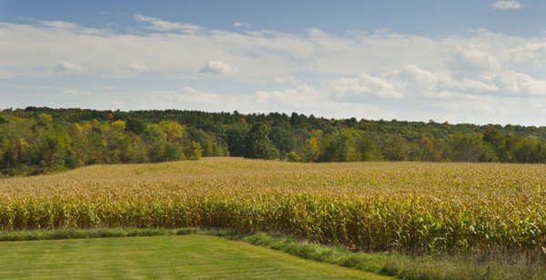 USA, New York State, Hudson, Maize growing in field.