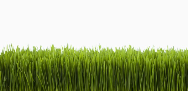 Field of grass.