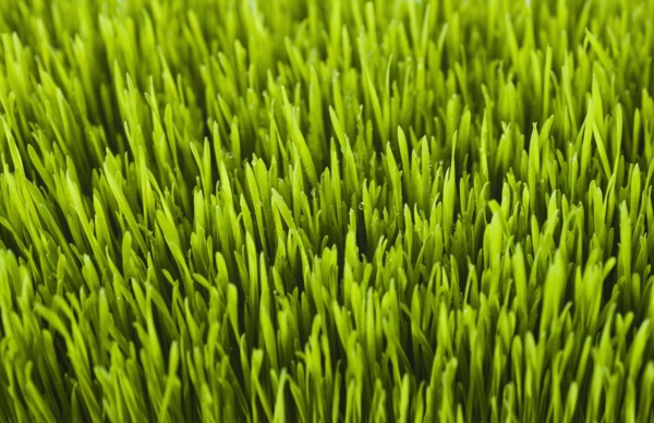 Field of grass.