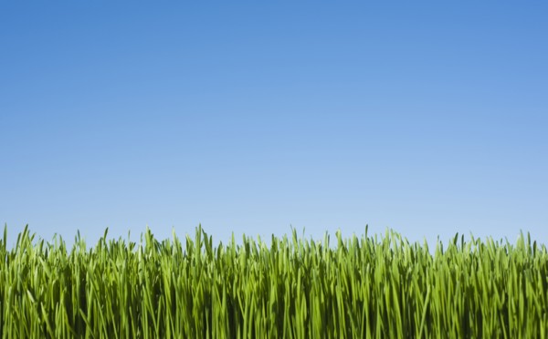 Field of grass with blue sky.