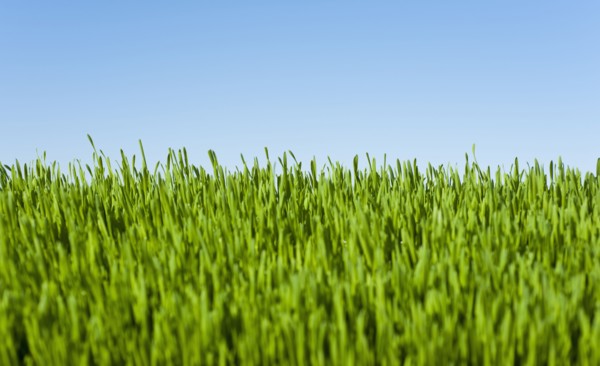 Field of grass with blue sky.