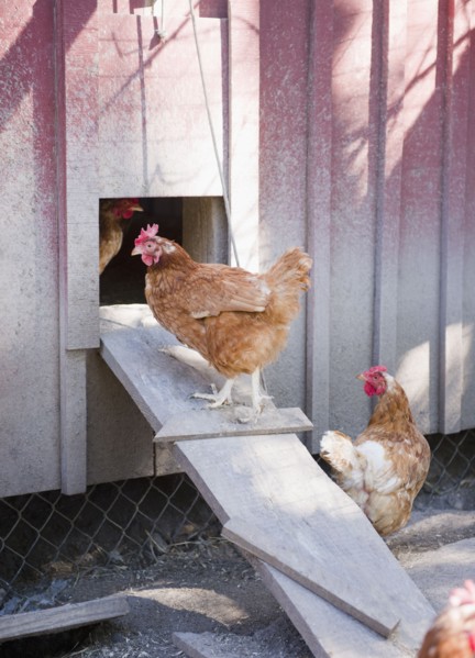 USA, New York, Flanders, Hens entering hen house. Photo : Jamie Grill Photography