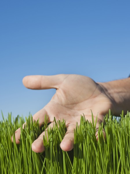 Male hand touching grass.
