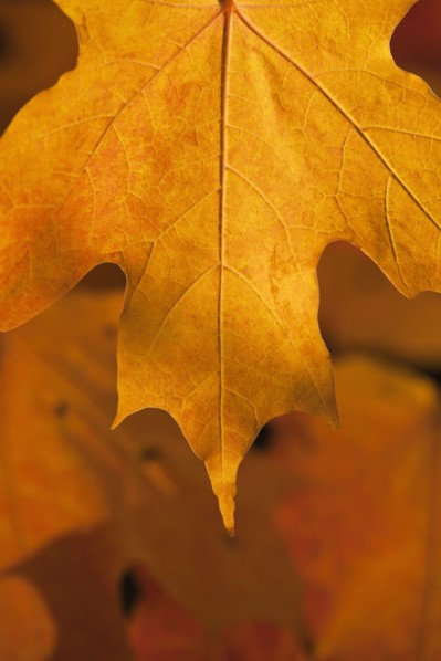 USA, New Jersey, Jersey City, Close-up view of autumn Maple leafs. Photo : Daniel Grill