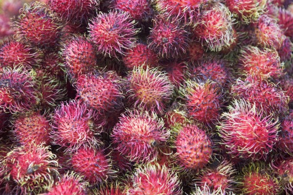 USA, New York City, heap of rambutans. Photo : fotog