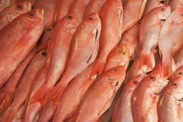 USA, New York City, heap of raw salmon. Photo : fotog