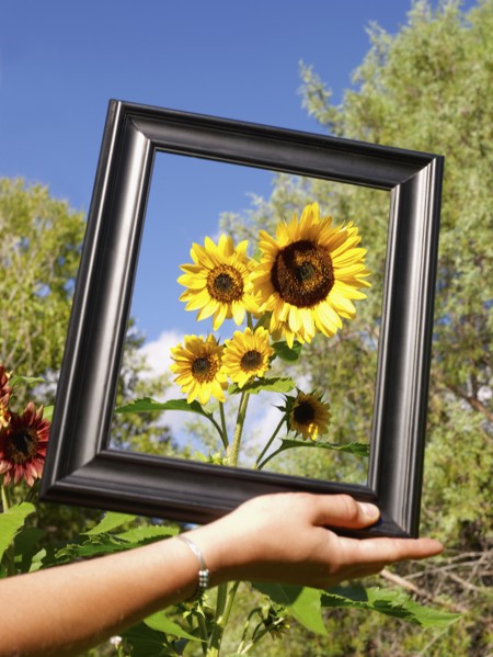 USA, Colorado, Human hand holding picture frame in front of sunflowers. Photo : John Kelly