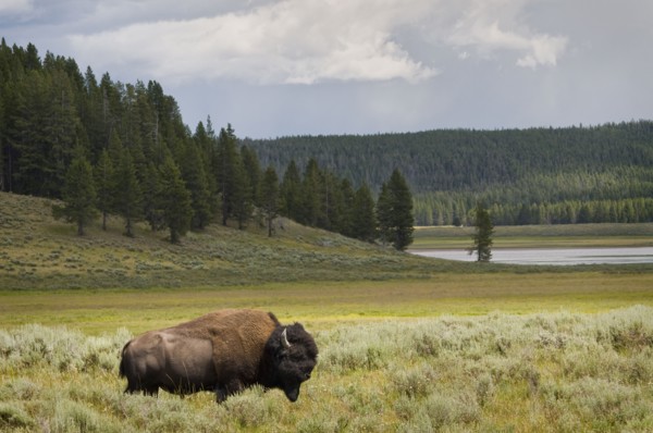 USA, Wyoming, Buffalo grazing on grass. Photo : Gary J Weathers
