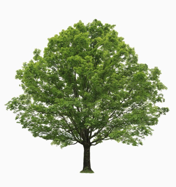 Maple tree on white background.