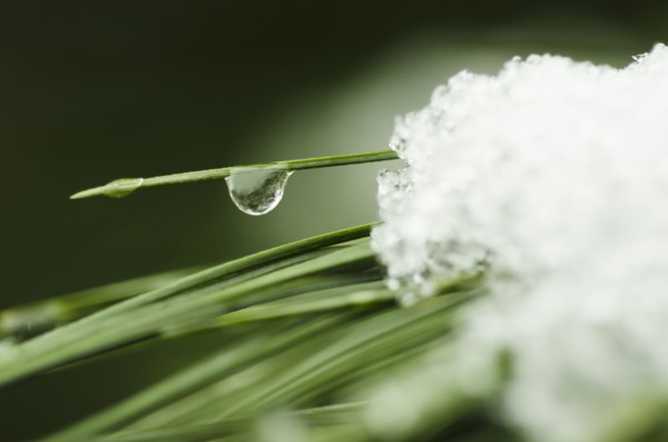 Snow melting on grass, close-up.