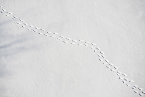 Footprints in snow. Photo : fotog