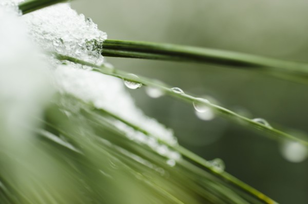 Snow on pine needles.