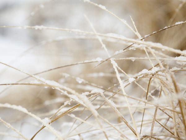 USA, New York State, Rockaway Beach, frozen grass, close-up. Photo : Jamie Grill Photography
