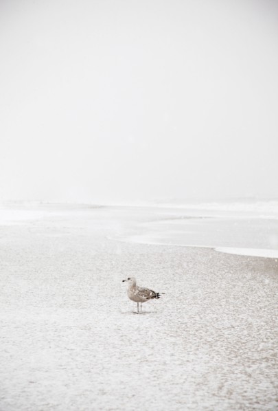 USA, New York State, Rockaway Beach, seagull on beach in winter. Photo : Jamie Grill Photography