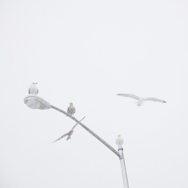 USA, New York State, Rockaway Beach, seagulls perching on street lamp. Photo : Jamie Grill