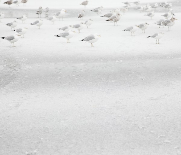 USA, New York State, Rockaway Beach, seagull on beach in winter. Photo : Jamie Grill Photography