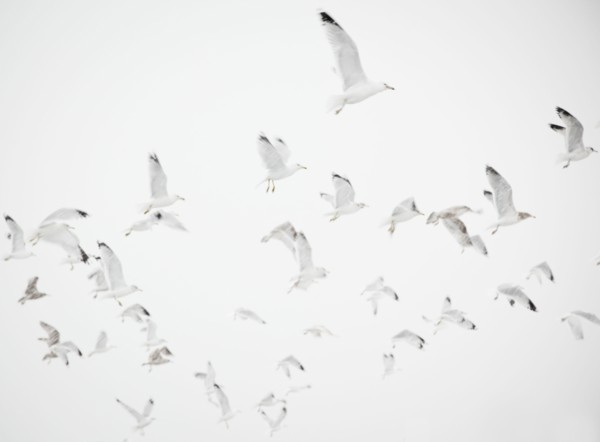 USA, New York State, Rockaway Beach, seagulls in flight. Photo : Jamie Grill Photography