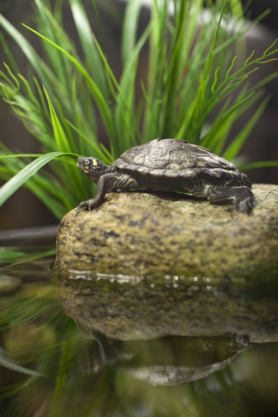 USA, New York State, New York City, Brooklyn, turtle in aquarium. Photo : Johannes Kroemer