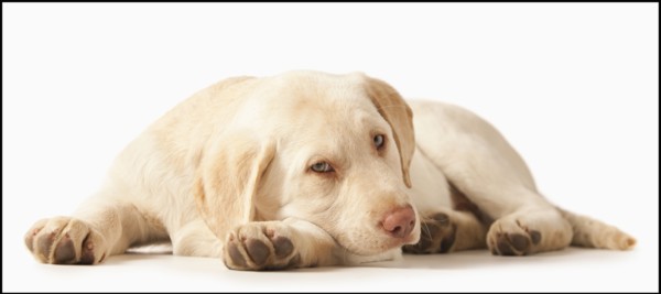 Studio portrait of Yellow Labrador Retriever. Photo : Mike Kemp