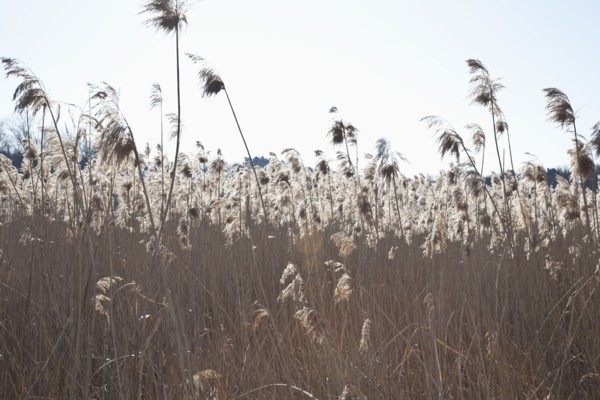USA, Massachusetts, Boston, winter grass. Photo : Johannes Kroemer