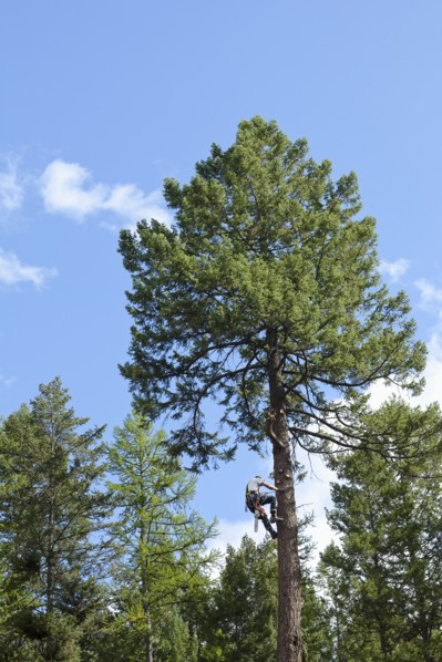 USA, Montana, Lakeside, low angle view of lumberjack clambering tree. Photo : Noah Clayton