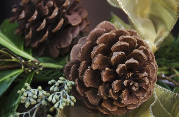 Close-up of pine cone.