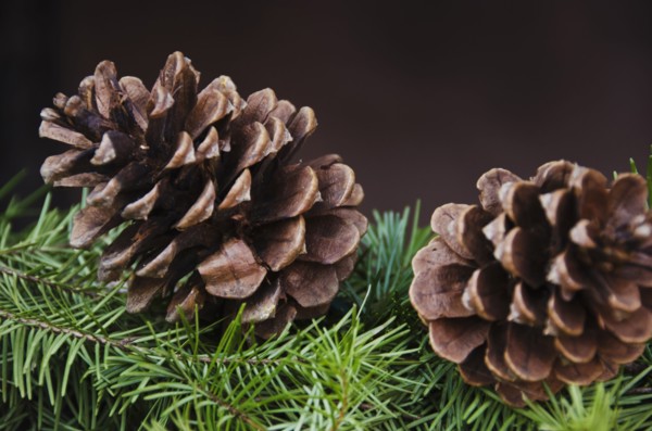 Close-up of pine cone.