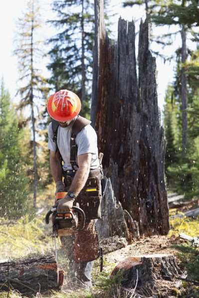 USA, Montana, Lakeside, lumberjack felling tree. Photo : Noah Clayton