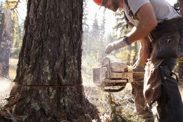 USA, Montana, Lakeside, lumberjack felling tree. Photo : Noah Clayton