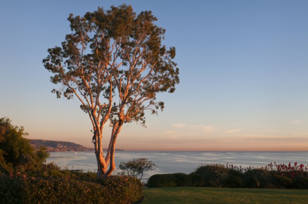 USA, California, Laguna Beach, tree at sunset. Photo : Gary Weathers