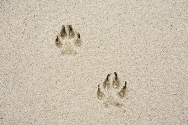 Dog's track on sand. Photo : Chris Hackett