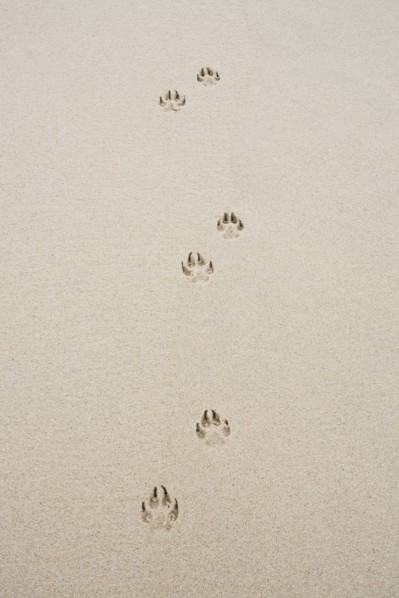 Dog's track on sand. Photo : Chris Hackett
