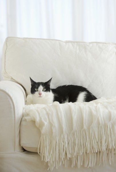 Cat on chair.
