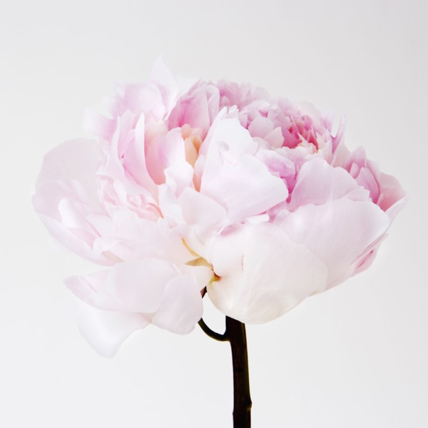 Peony flower in bloom. Photo : Joe Clark
