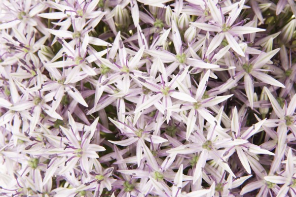 Onion flower in bloom. Photo : Joe Clark