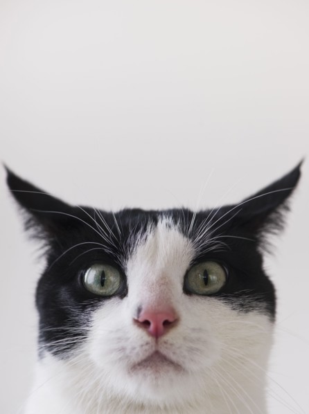 Studio shot of black and white cat. Photo : Daniel Grill